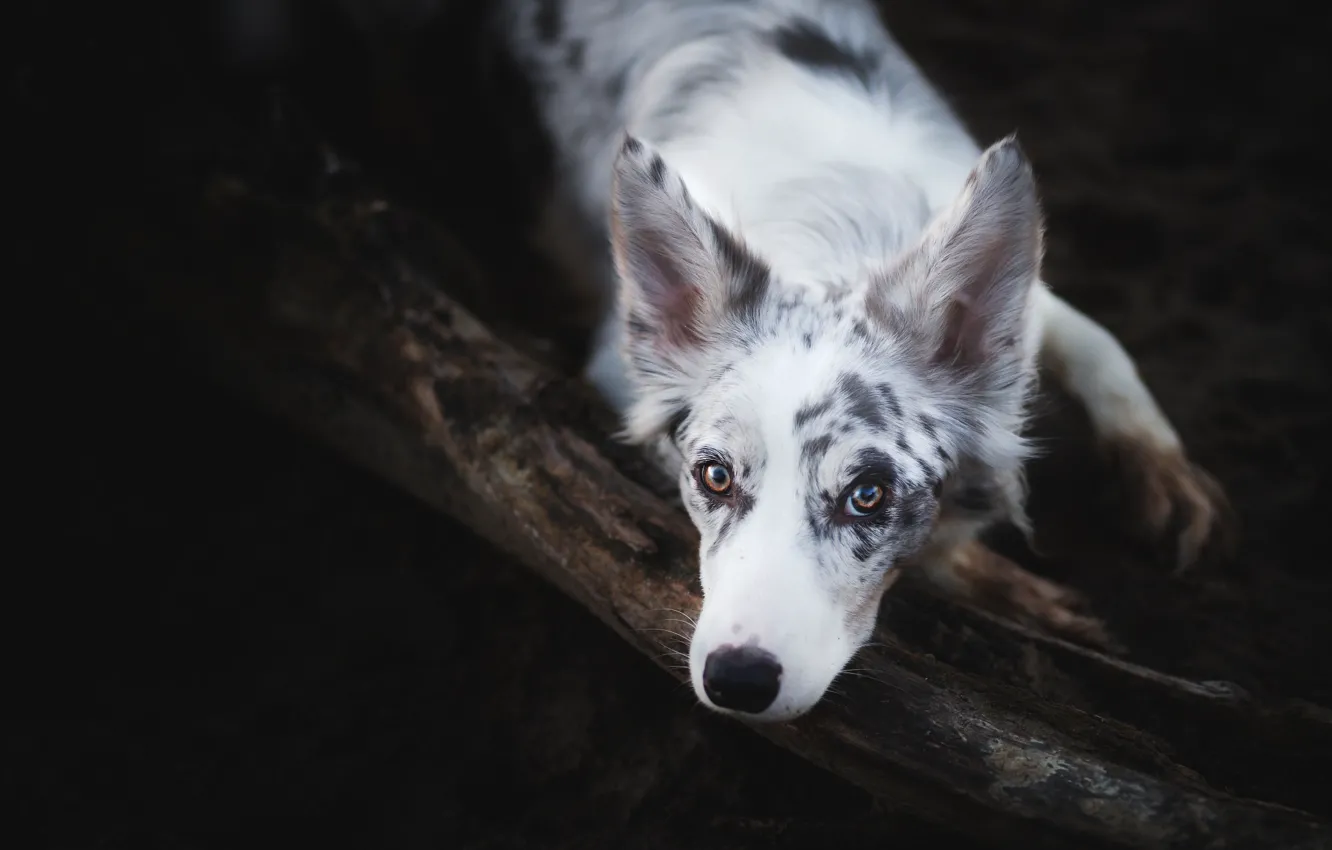 Photo wallpaper look, branches, nature, the dark background, dog, lies, log, spotted