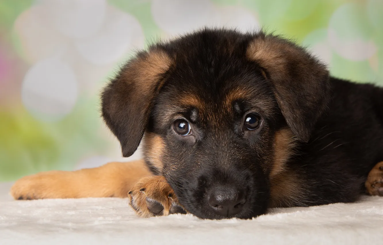 Photo wallpaper dog, puppy, German shepherd