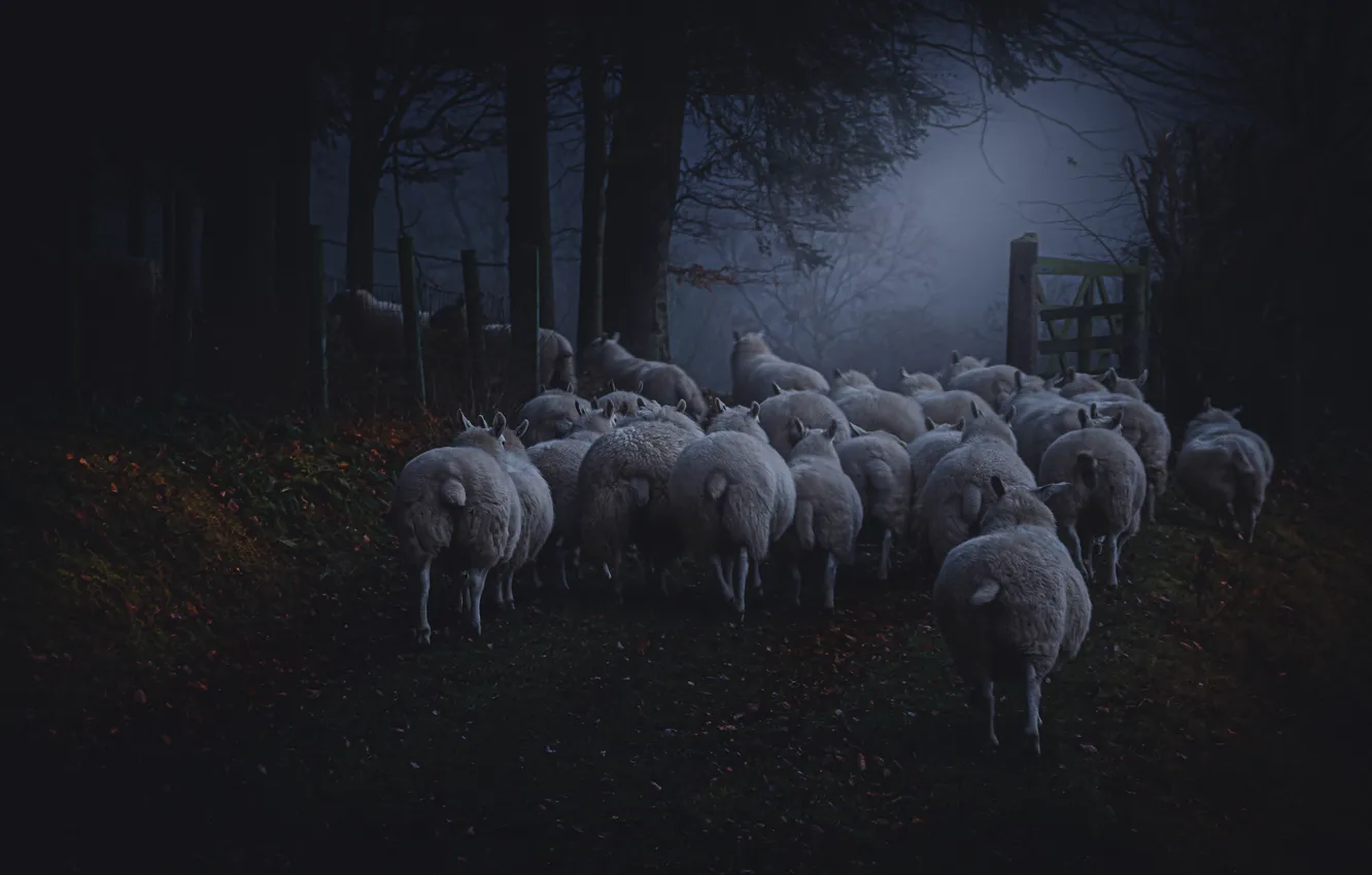 Photo wallpaper nature, the dark background, sheep, RAM, the herd, photoart, flock