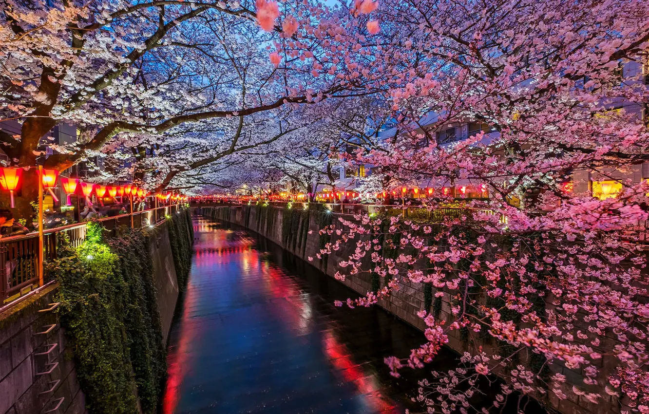 Photo wallpaper river, spring, Japan, Sakura, Tokyo