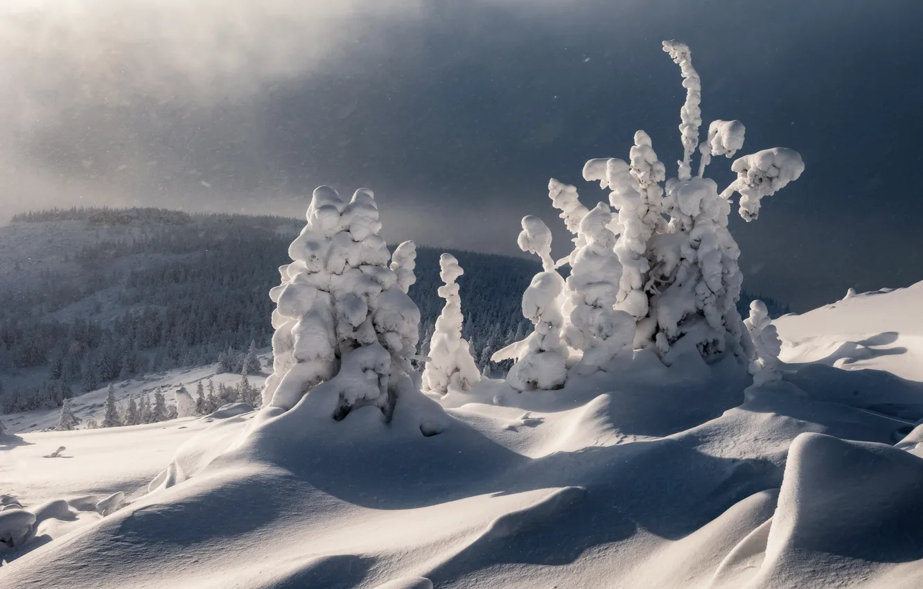 Photo wallpaper winter, forest, light, snow, trees, mountains, shadow, slope