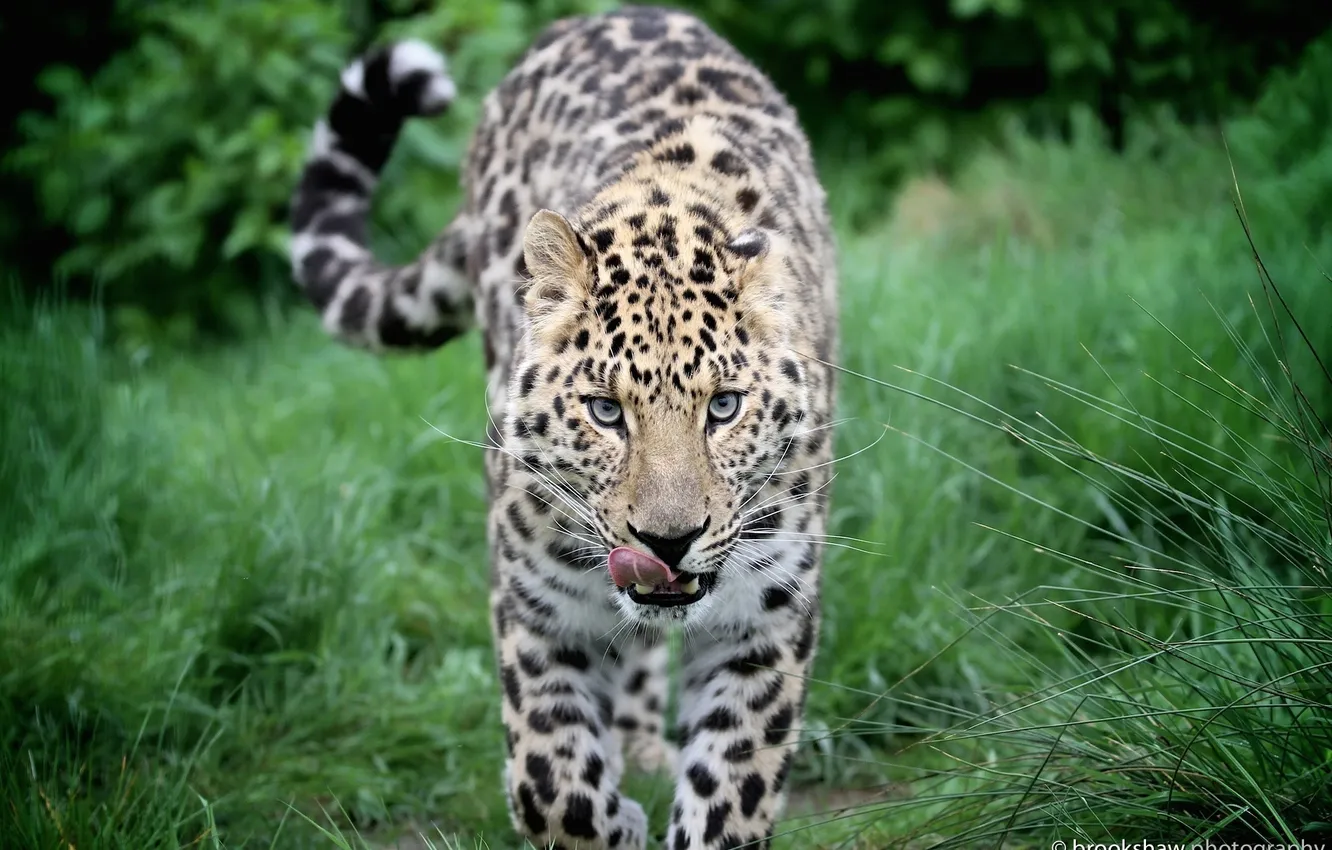 Photo wallpaper language, face, predator, leopard, walk, wild cat