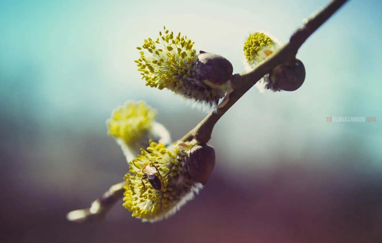 Photo wallpaper macro, photographer, photography, photographer, Tselovalnikov Ilya