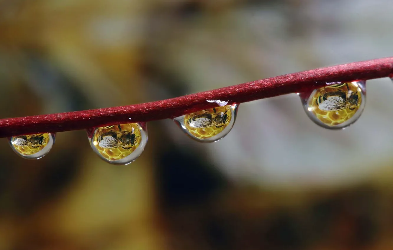 Photo wallpaper drops, dew, branch, reflections, bee, dewdrops, hive