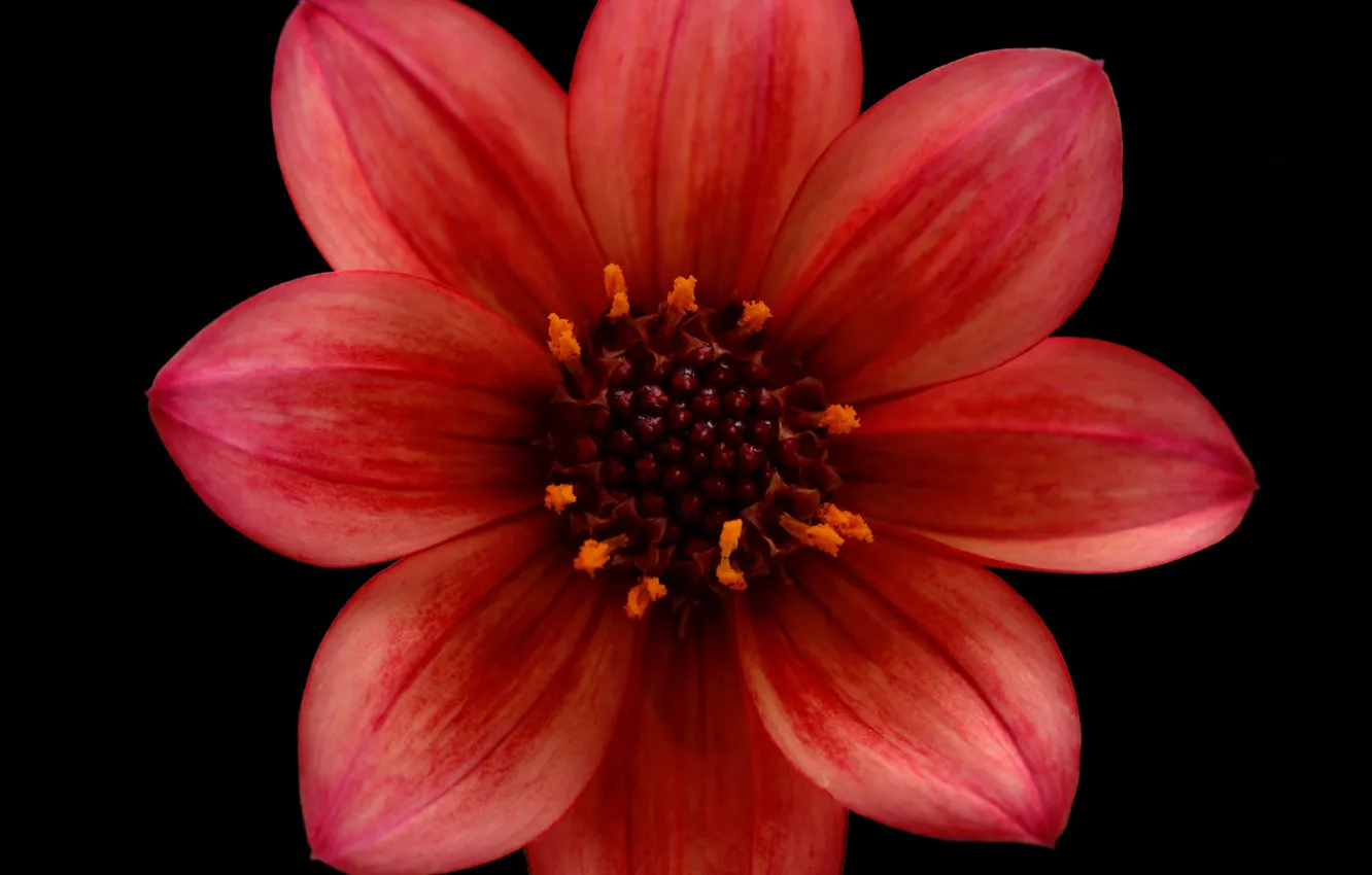 Photo wallpaper flowers, petals, dahlias