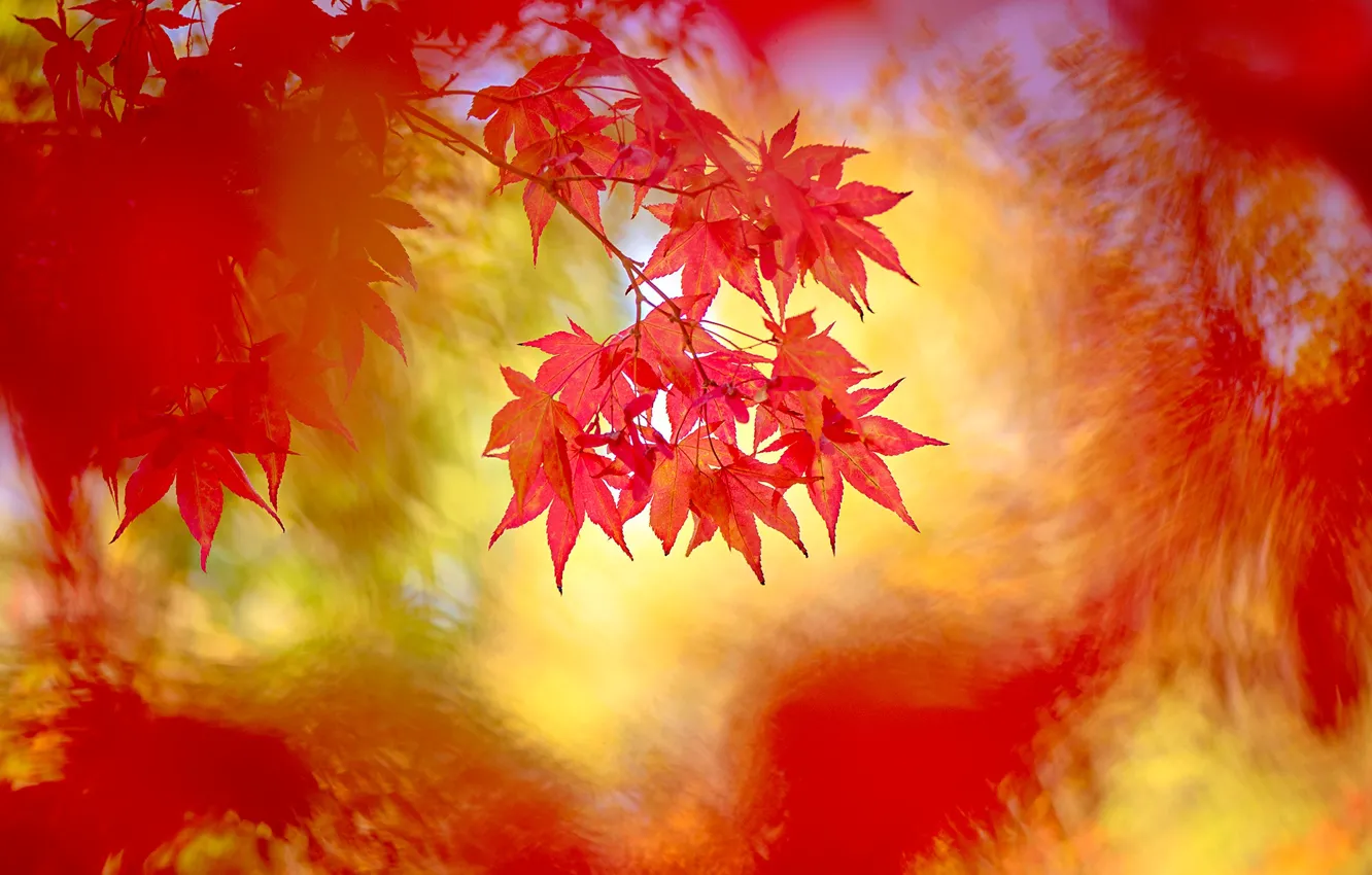 Photo wallpaper autumn, leaves, branches, red, nature, background, treatment, blur