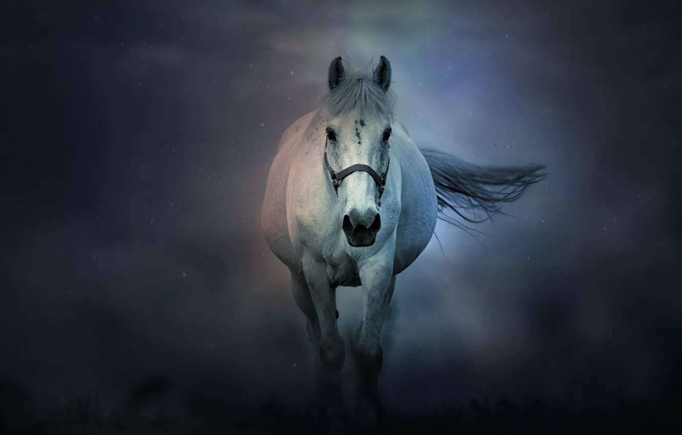 Photo wallpaper fog, horse, horse
