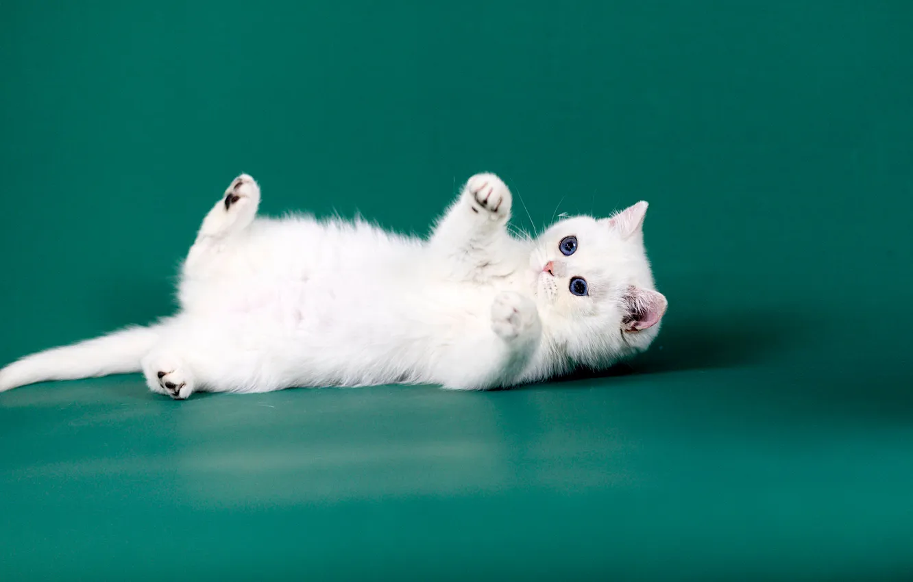 Photo wallpaper cat, white, look, pose, legs, baby, lies, kitty