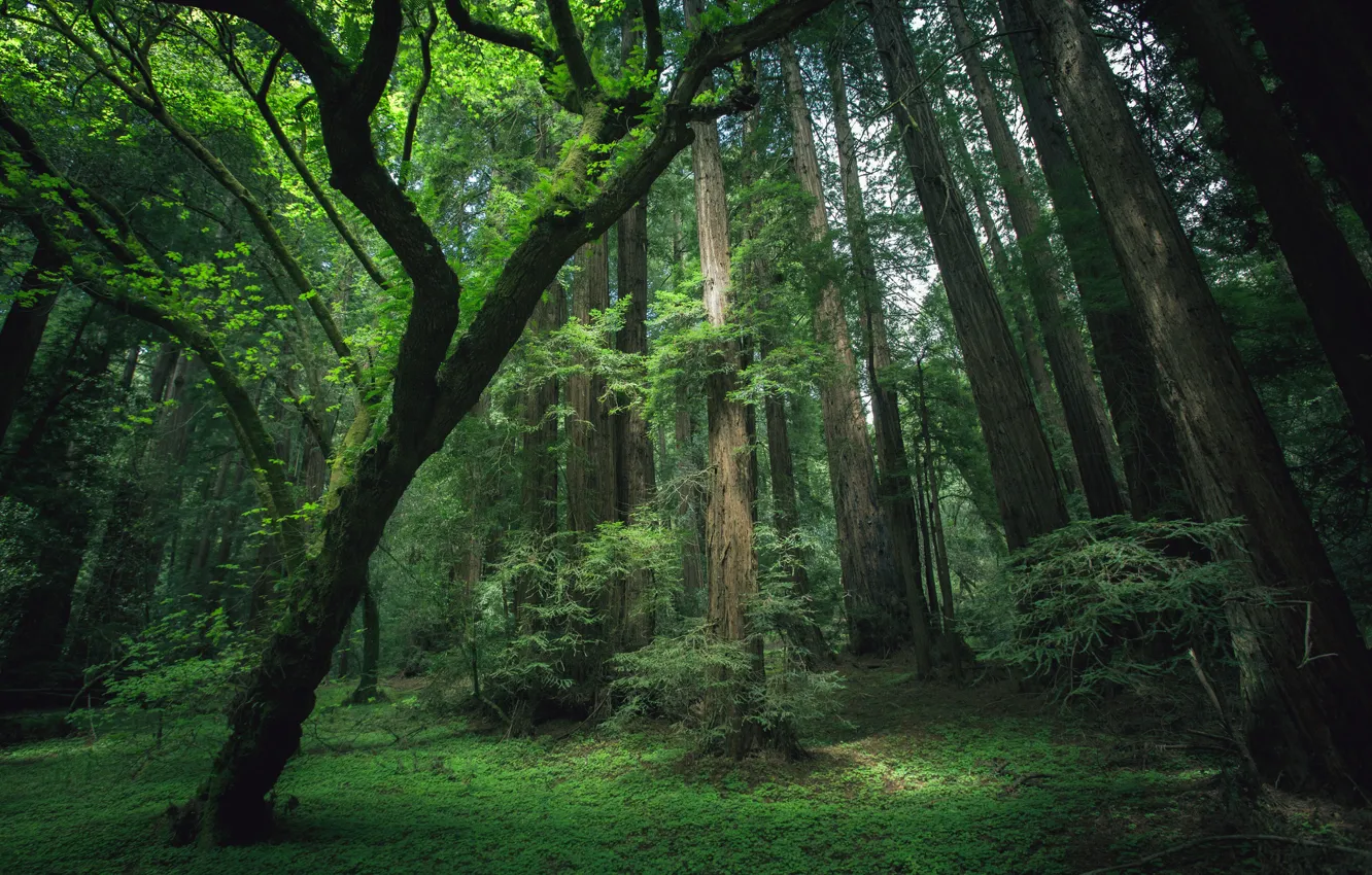 Photo wallpaper forest, grass, trees, moss, Sequoia