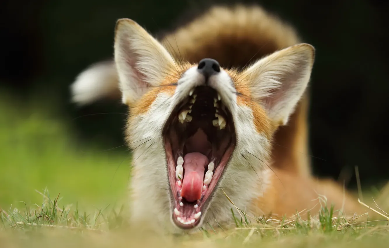 Photo wallpaper background, mouth, Fox
