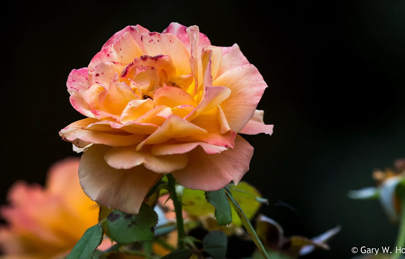 Photo wallpaper macro, background, roses, Orange rose