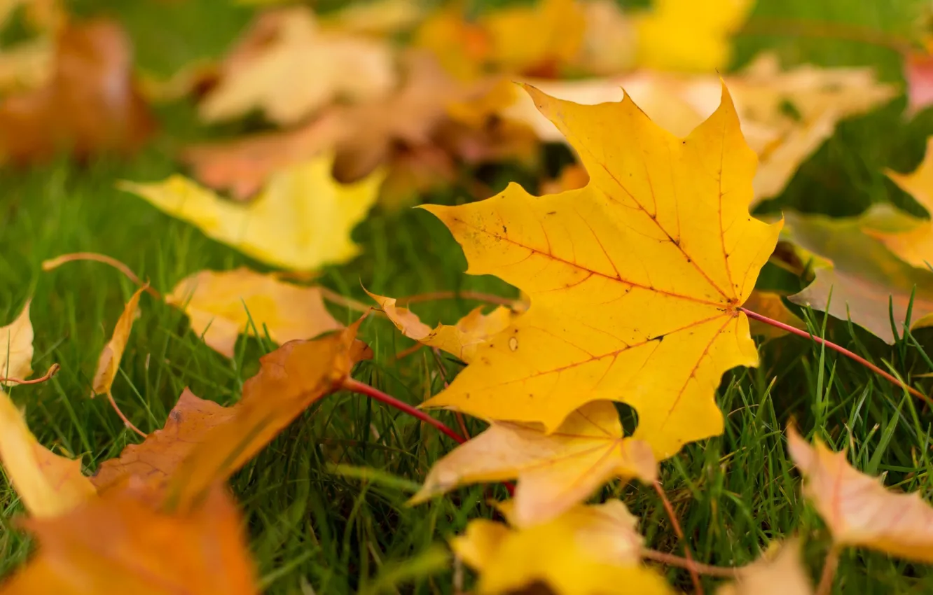 Photo wallpaper autumn, leaves, macro, background, widescreen, Wallpaper, yellow leaves, leaf