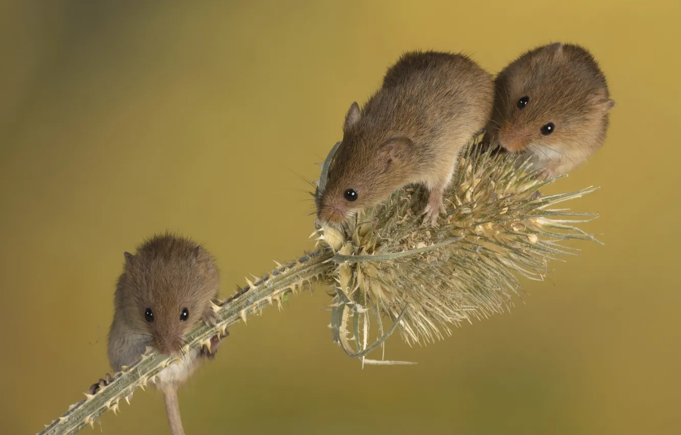 Photo wallpaper mouse, trio, thorn