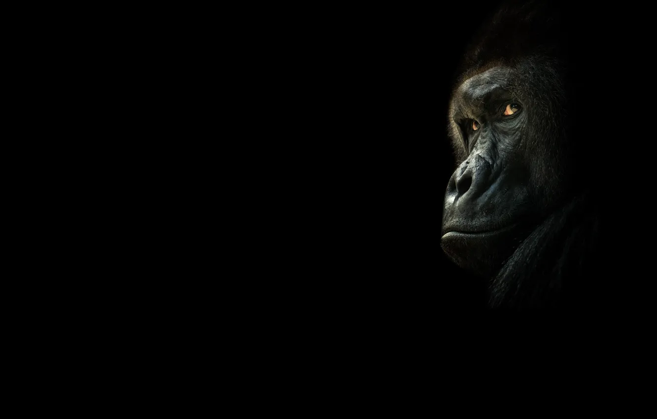 Photo wallpaper look, monkey, gorilla, black background, the dark background