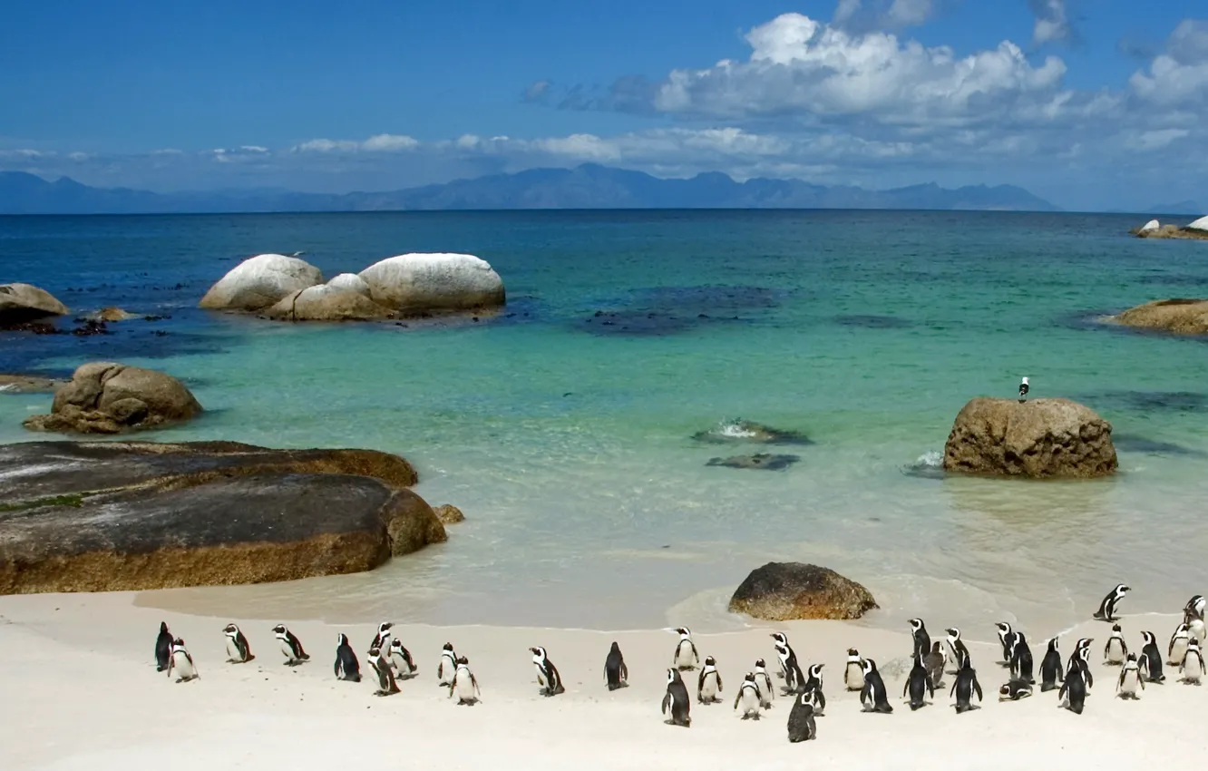 Photo wallpaper water, stones, shore, Penguins