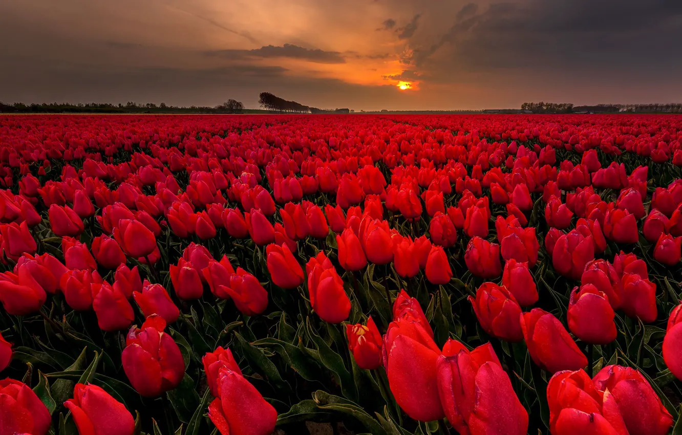 Photo wallpaper field, flowers, the evening, tulips
