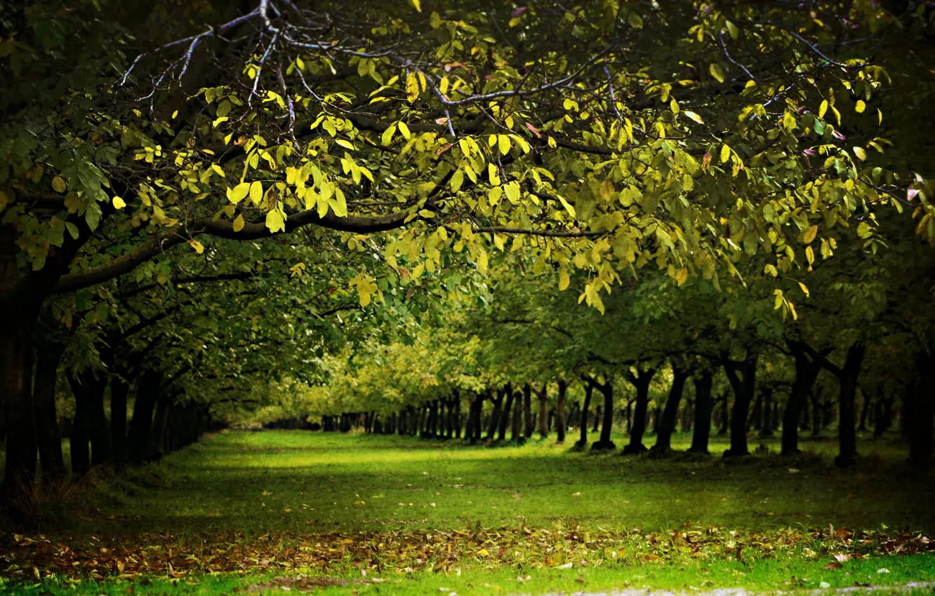 Photo wallpaper greens, summer, trees, nature, tree, spring, alley, forest