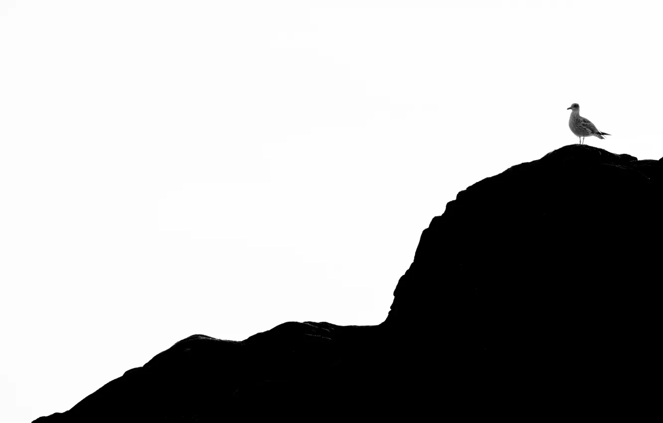 Photo wallpaper nature, background, bird