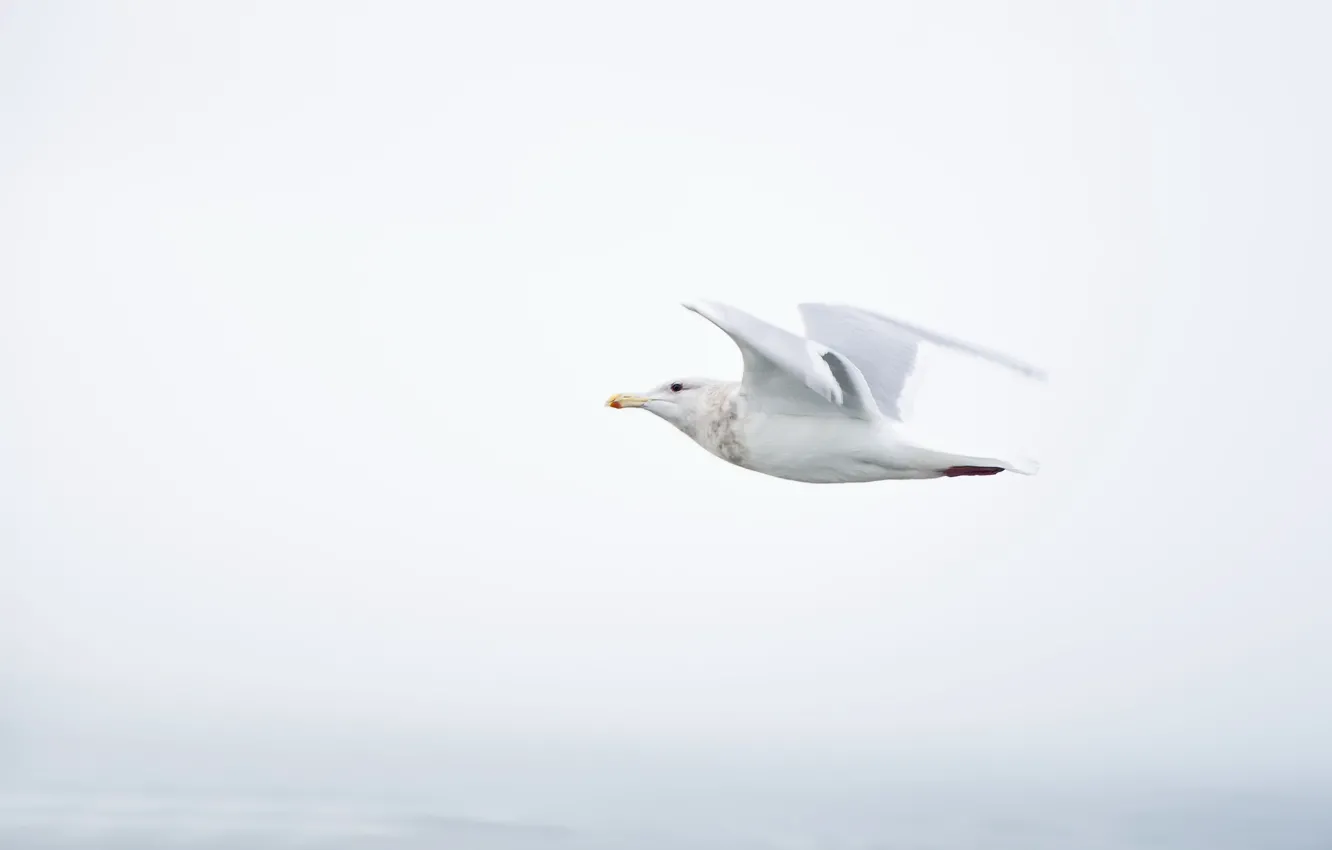 Photo wallpaper the sky, flight, bird