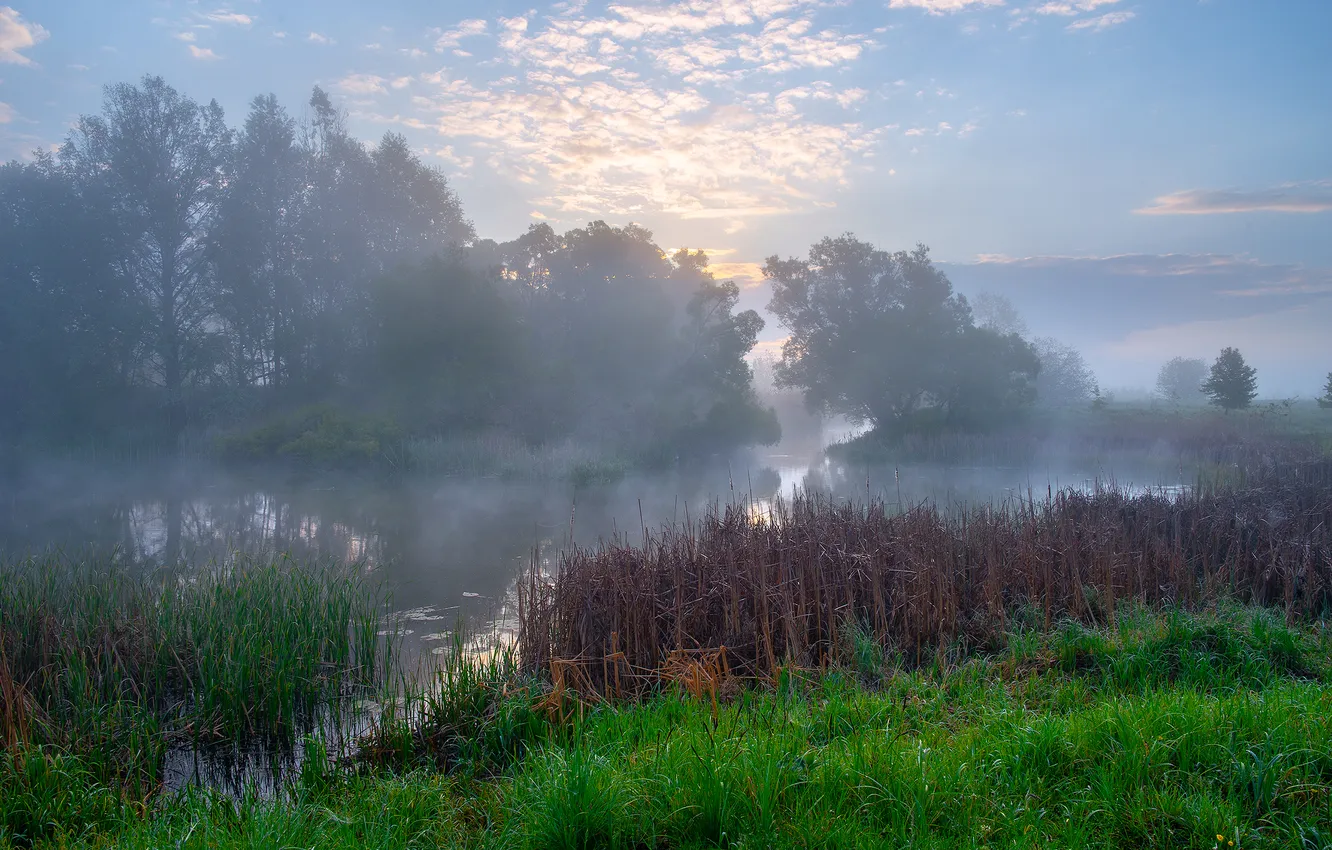 Photo wallpaper the sky, trees, river, morning, reed, sedge, Roman Ignatiev, Misty dawn