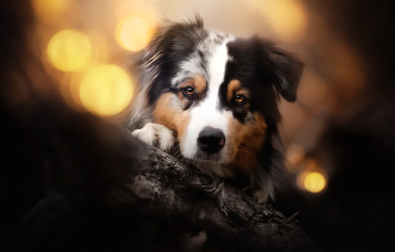 Photo wallpaper nature, each, dog