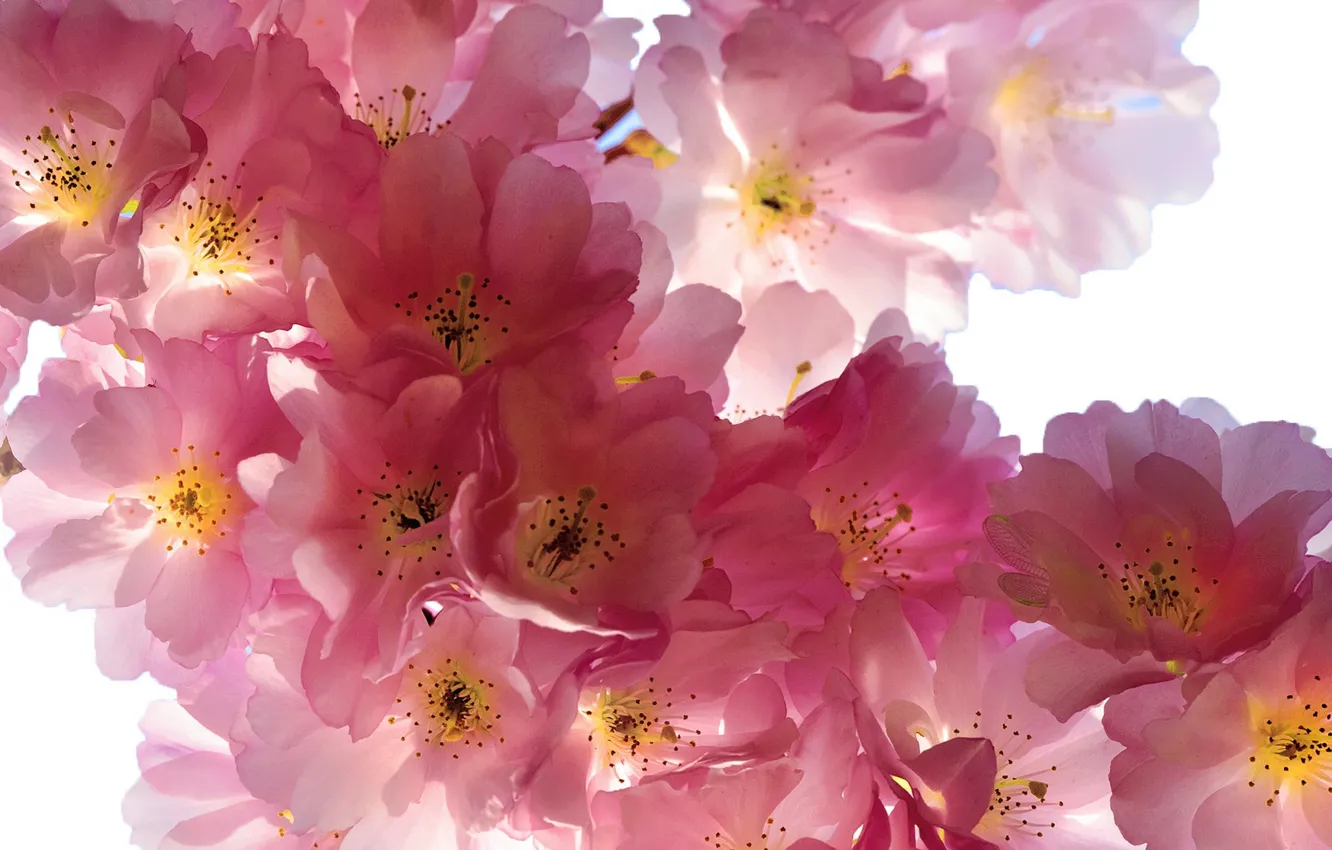 Photo wallpaper flowers, branches, cherry, beauty, spring, petals, Sakura, gentle