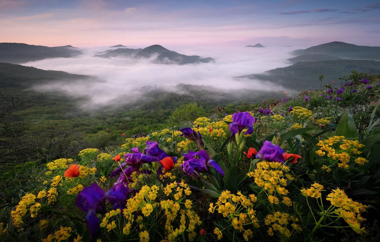 Photo wallpaper flowers, mountains, fog, hills, spring, morning, yellow, slope