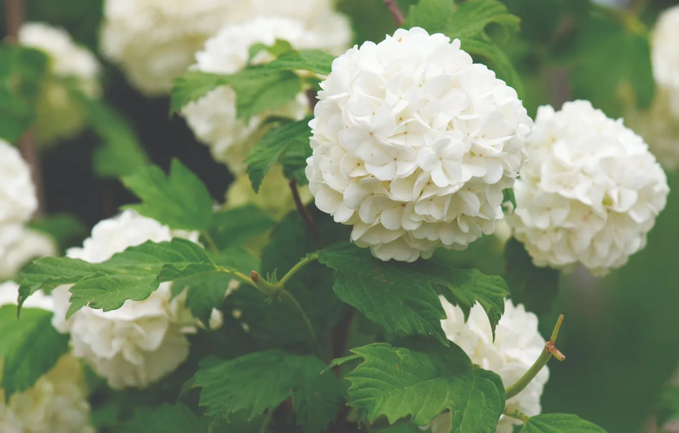 Photo wallpaper leaves, flowers, white, flowering, bokeh, Kalina, Buldenezh