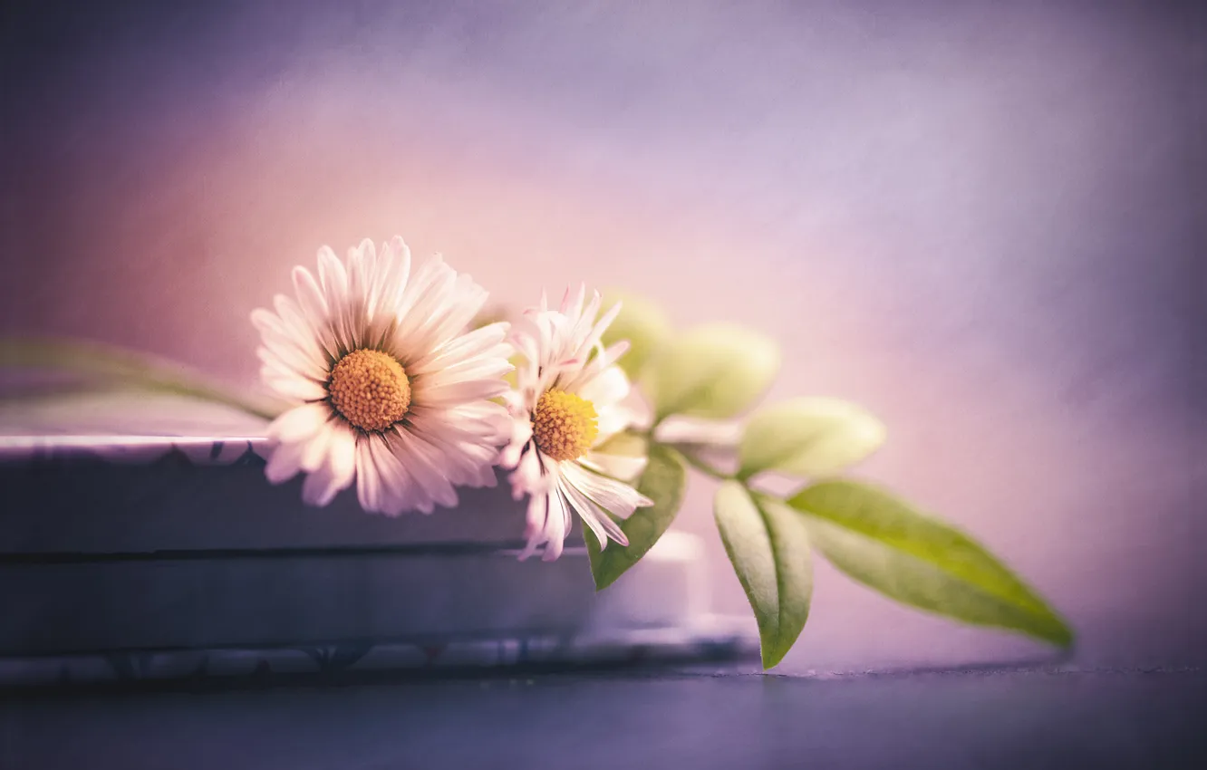 Photo wallpaper leaves, flowers, chamomile, book, white, still life, blur, composition