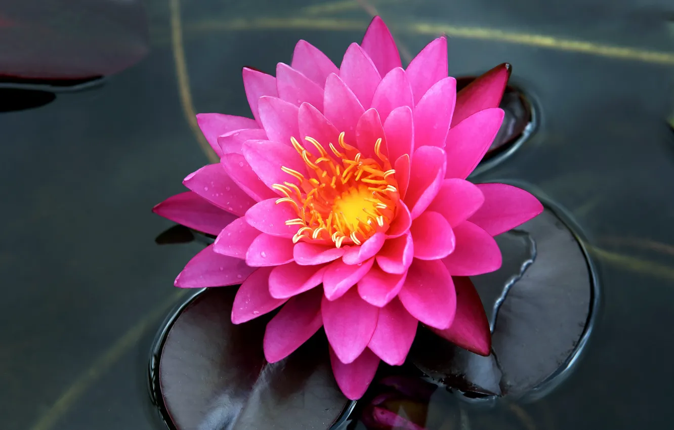 Photo wallpaper water, pink, petals, Nymphaeum, water Lily