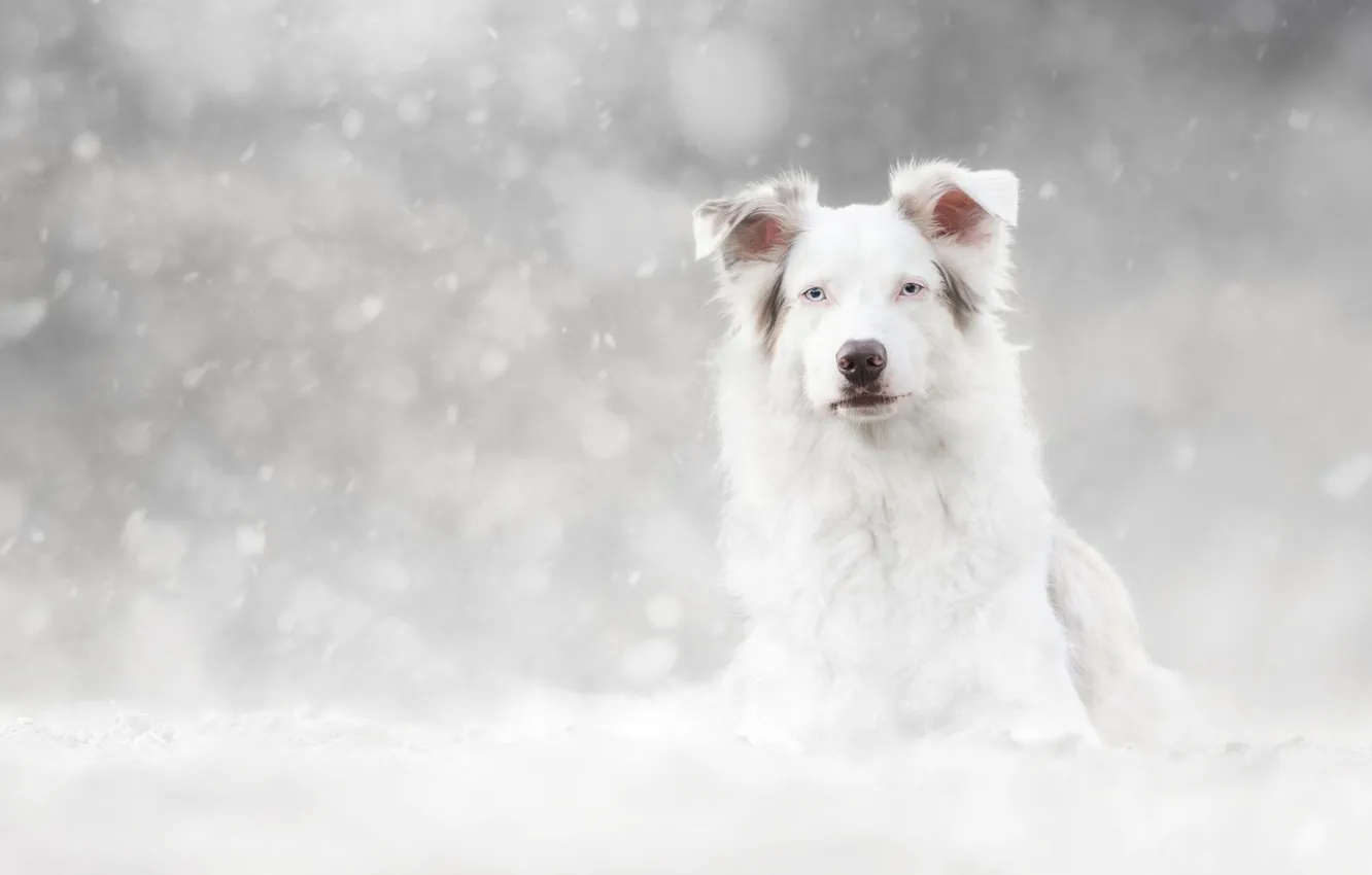 Photo wallpaper winter, look, face, snow, portrait, dog, white, light background