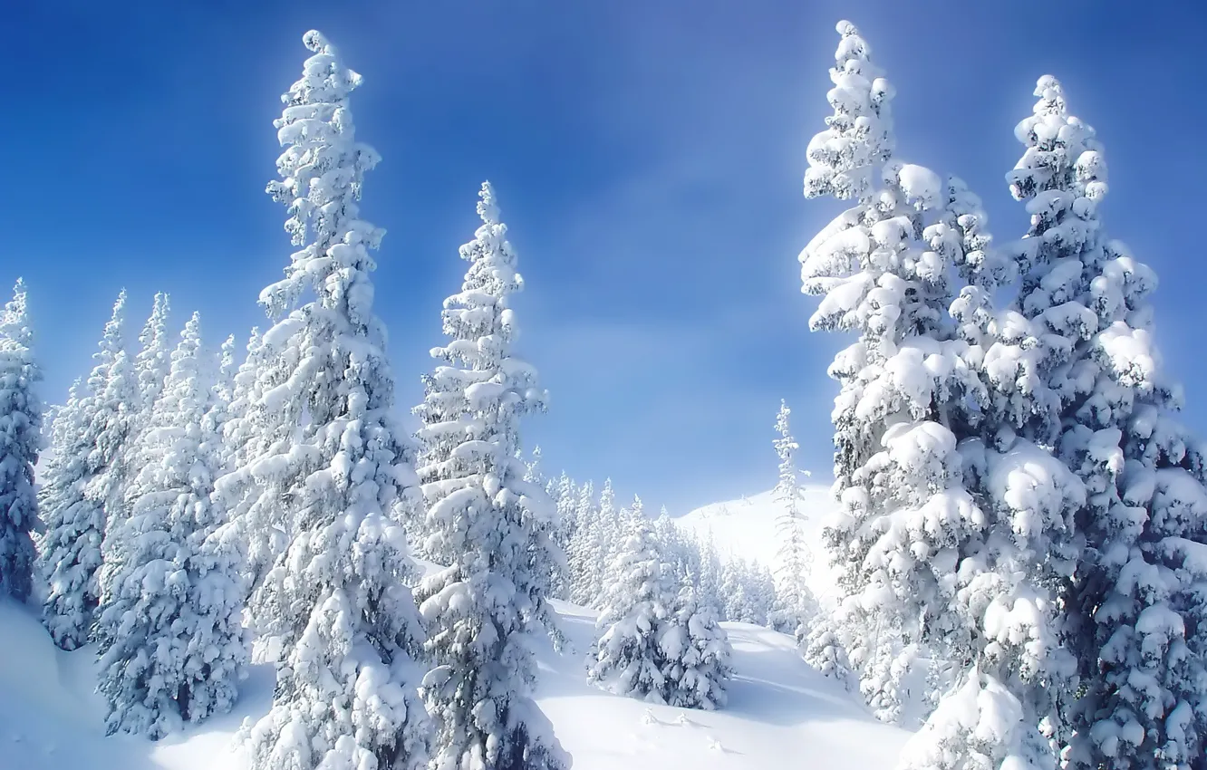 Photo wallpaper cold, winter, snow, tree