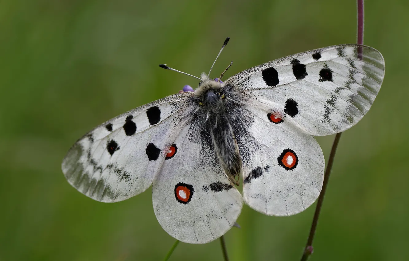 Photo wallpaper macro, butterfly, green background