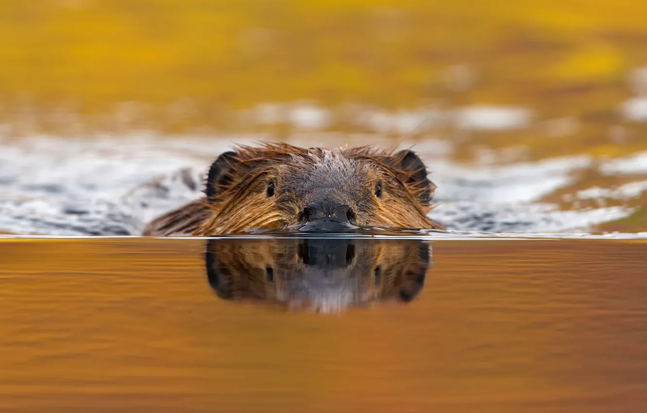 Photo wallpaper water, river, rodent, canadian beaver, castor canadensis