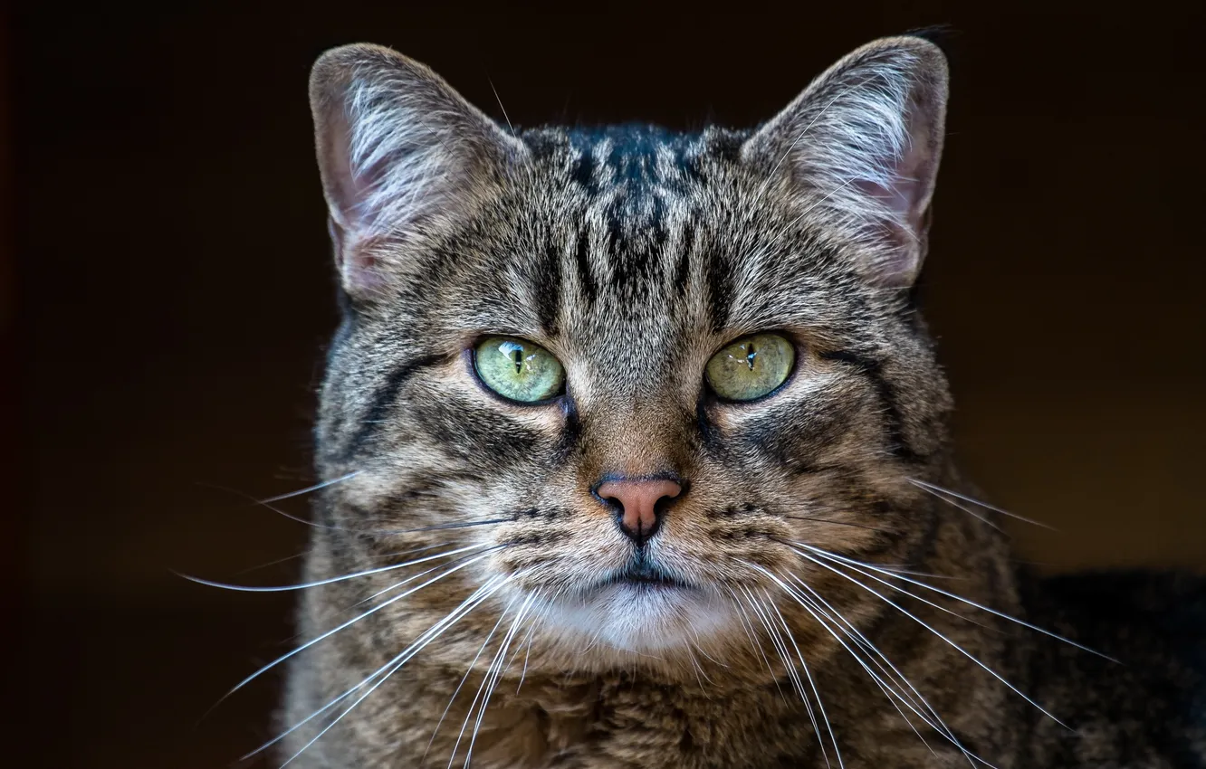 Photo wallpaper cat, look, grey, background, portrait, striped