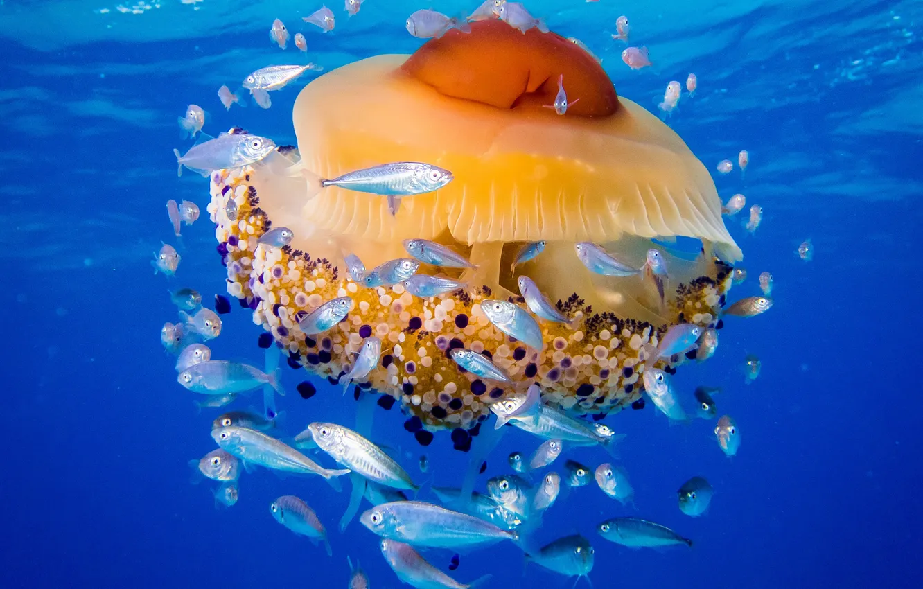 Photo wallpaper sea, fish, jellyfish, The Adriatic sea, jellyfish Live eggs, Medusa Katelaris