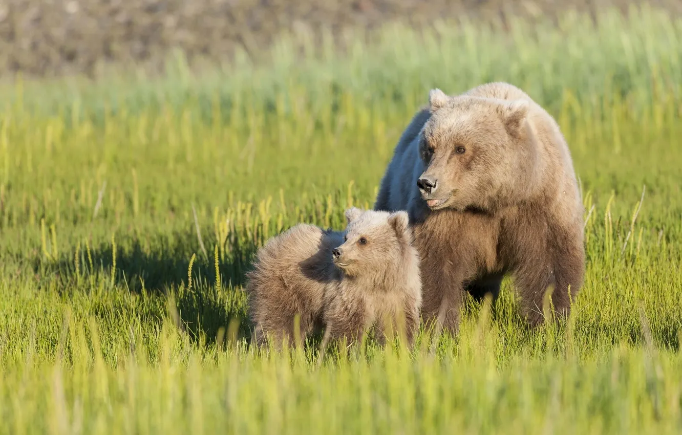 Photo wallpaper grass, bear, meadow, bear, bear, motherhood