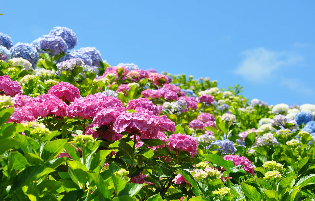 Photo wallpaper the sky, landscape, flowers, nature, blue, hydrangea