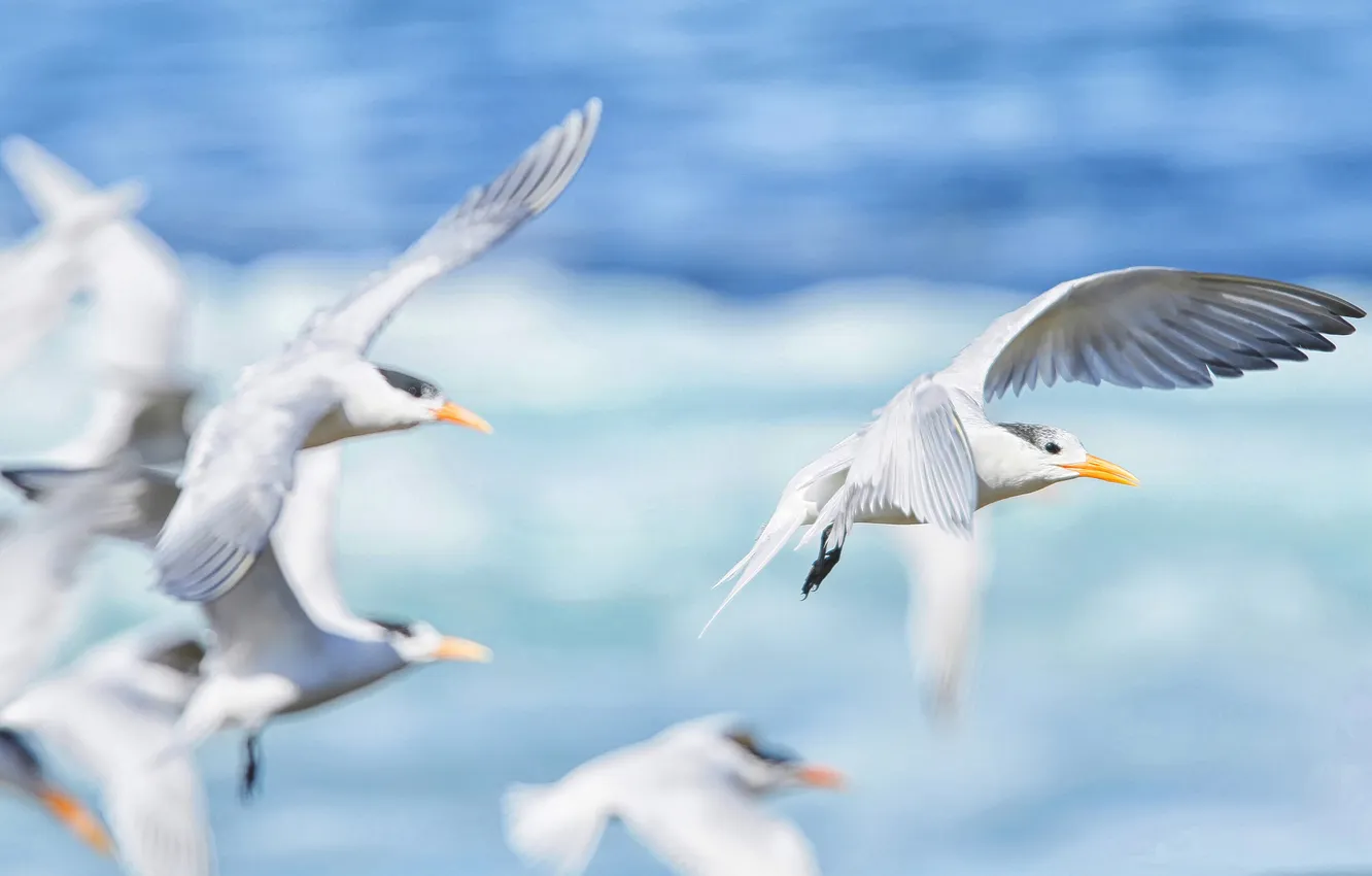 Photo wallpaper sea, bird, seagulls, wings, beak