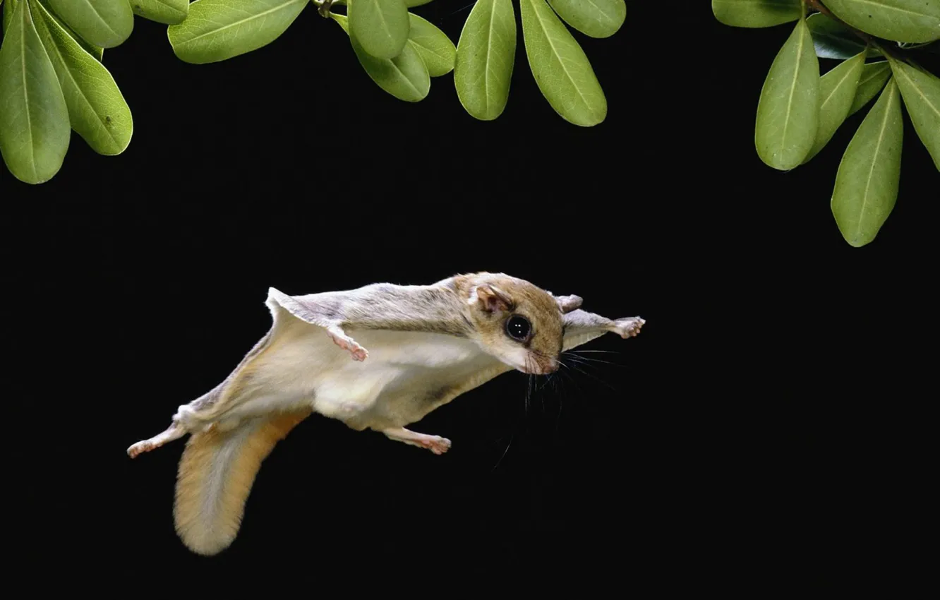 Photo wallpaper leaves, flight, protein, flying squirrel