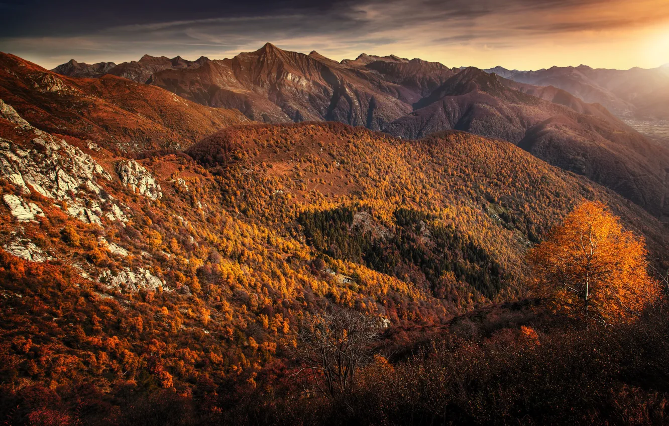 Photo wallpaper trees, mountains, treatment, Carded
