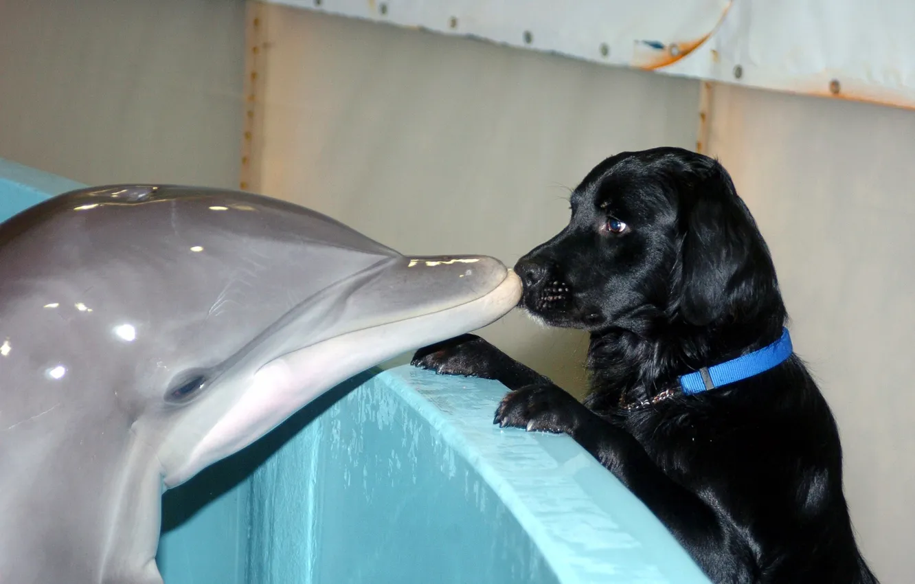 Photo wallpaper Dolphin, kiss, dog, friendship