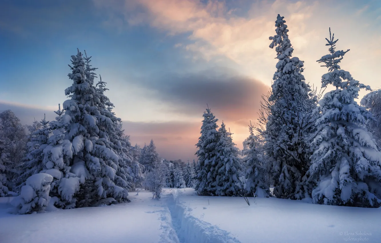 Photo wallpaper winter, forest, snow, trees, ate, the snow, Russia, path