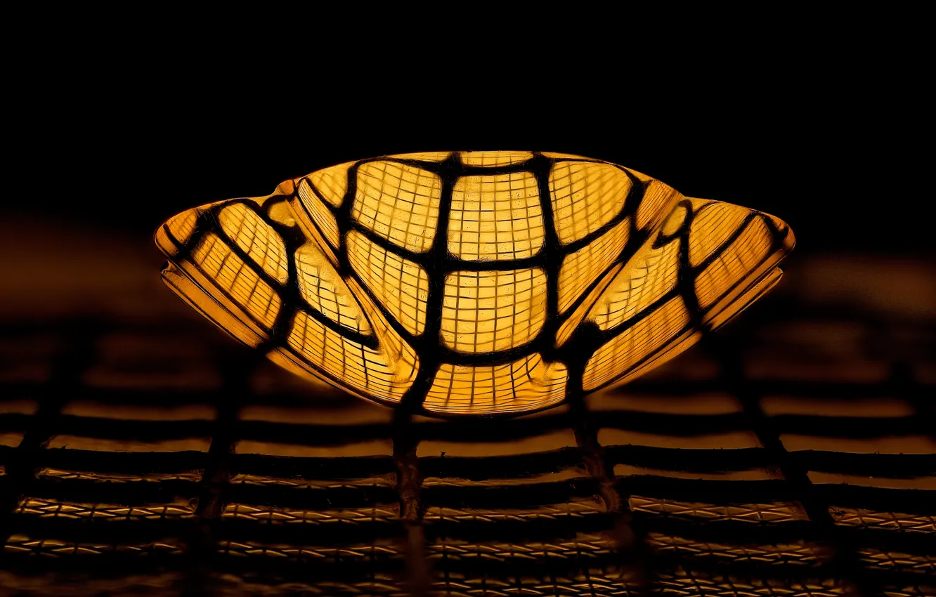 Photo wallpaper light, network, cell, form