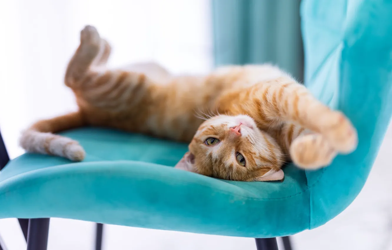 Photo wallpaper cat, cat, pose, chair, red, stretching