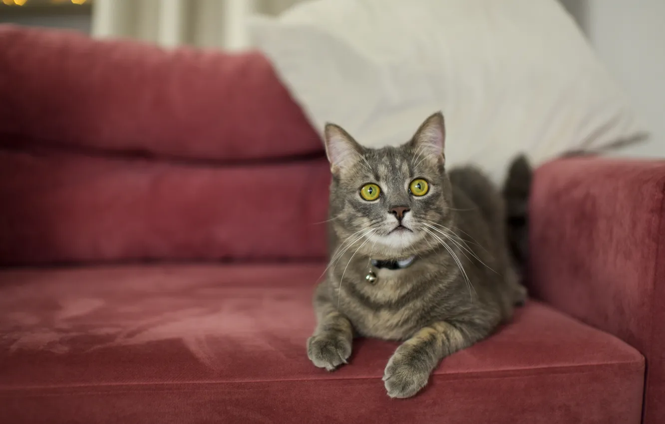 Photo wallpaper pose, look, sofa, cat, lies, grey, face, collar