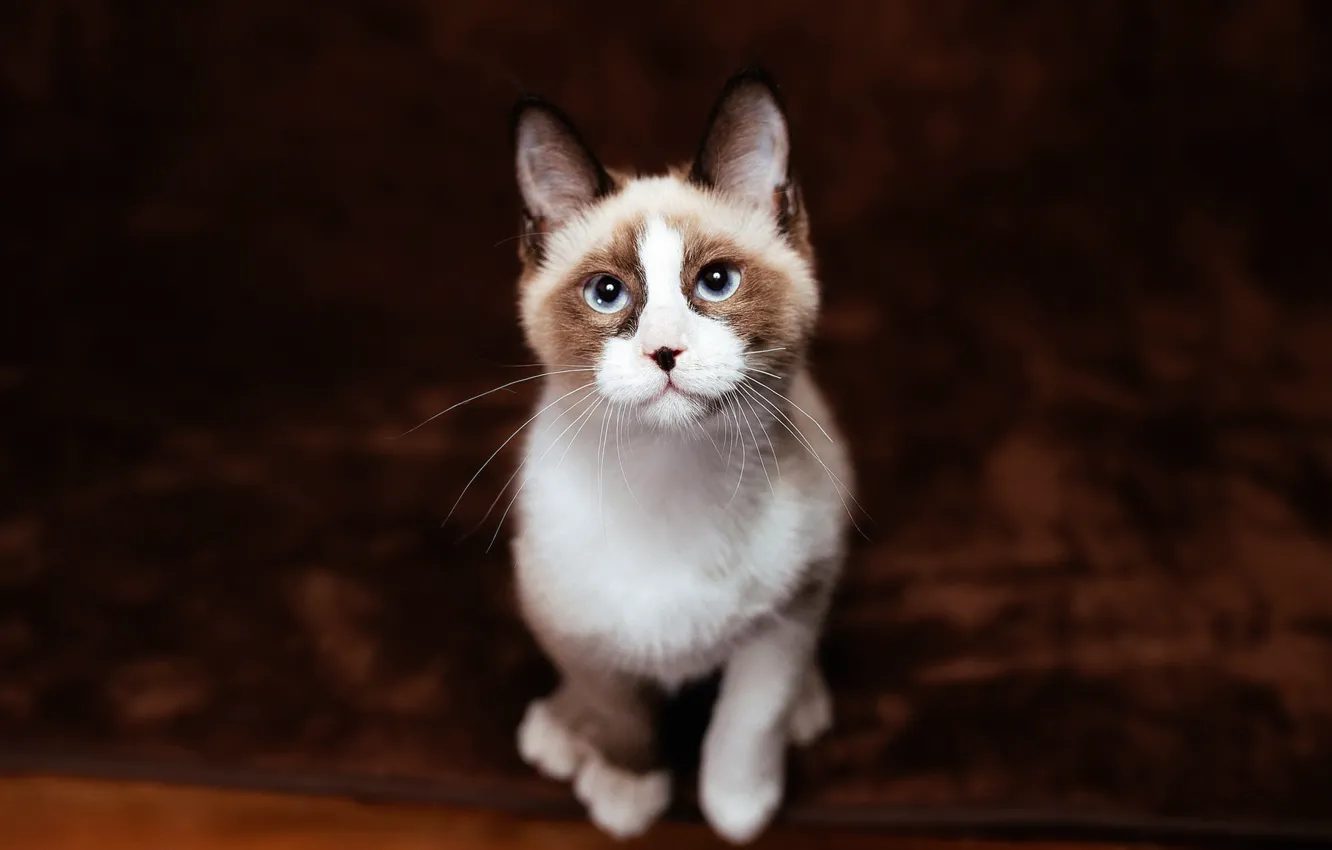 Photo wallpaper cat, cat, look, background, carpet, dark, spot, spout