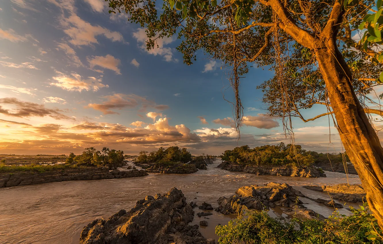 Photo wallpaper the sky, the sun, clouds, trees, branches, tropics, river, stones