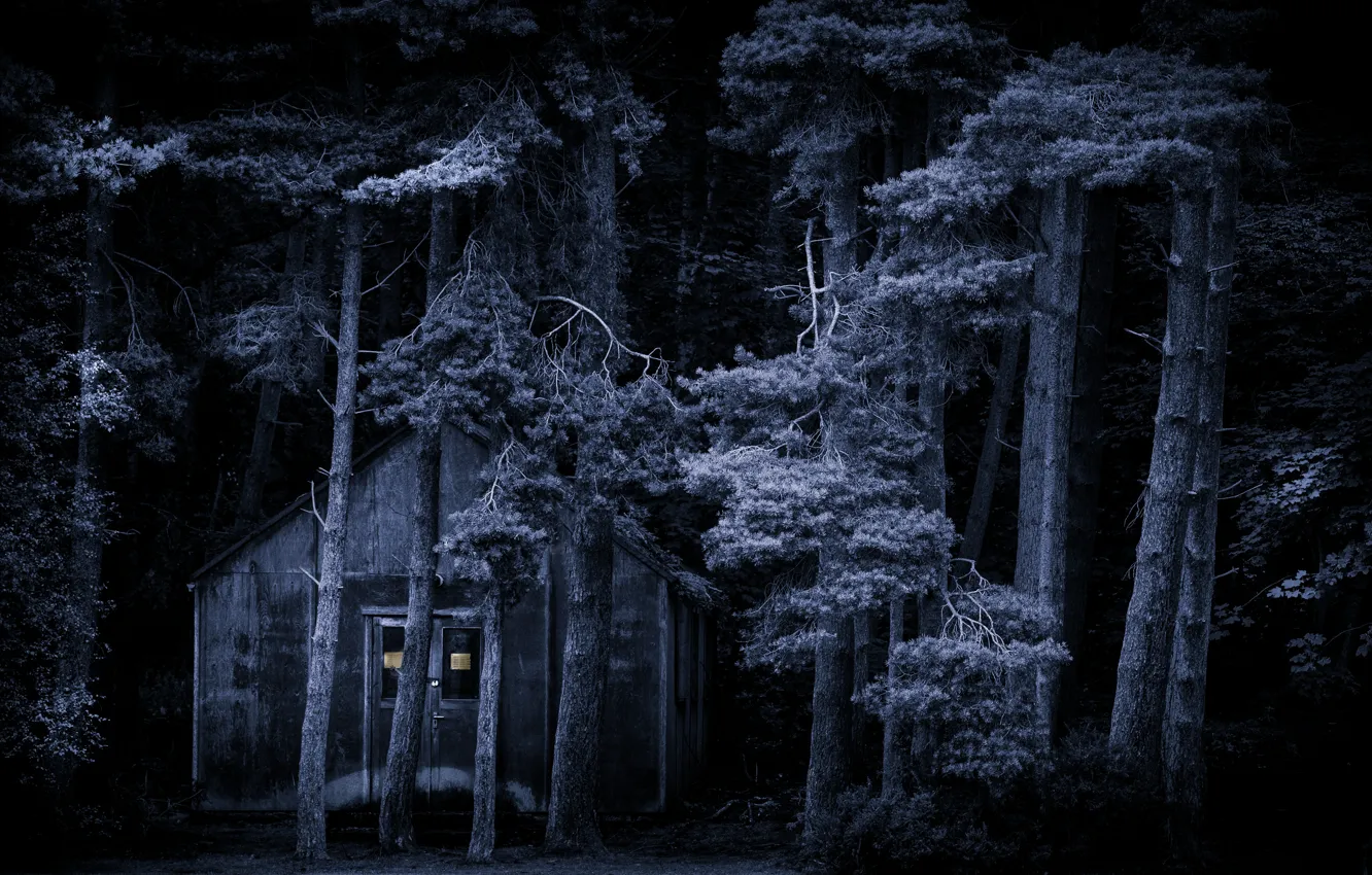 Photo wallpaper forest, night, house