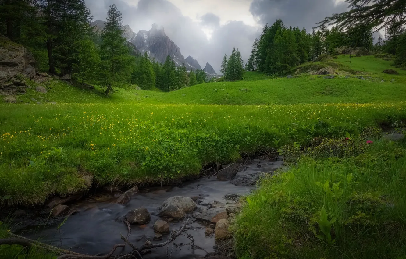 Photo wallpaper greens, forest, summer, grass, clouds, mountains, branches, green